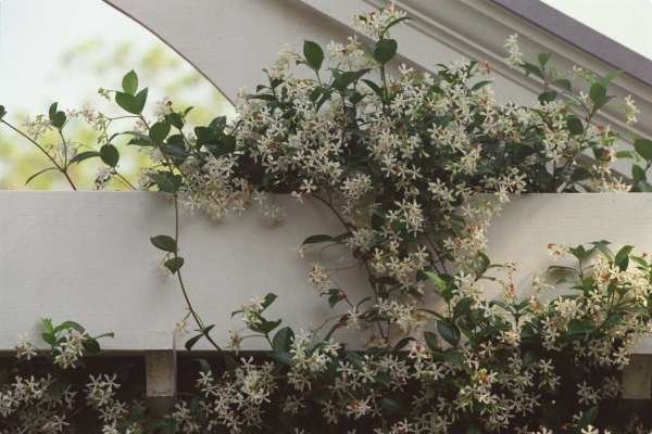 As flores ideais para cada divisão da sua casa - jasmim