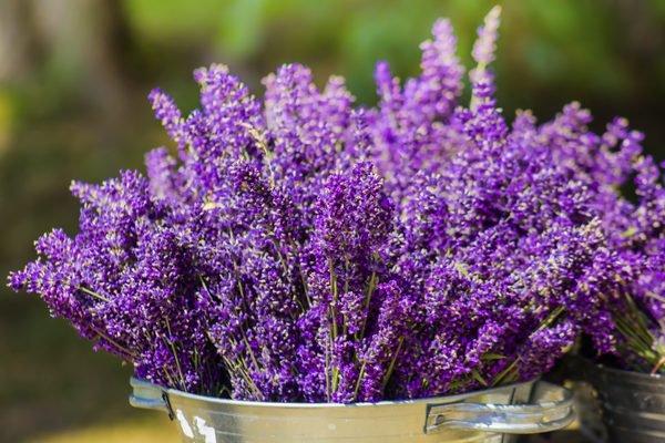 As flores ideais para cada divisão da sua casa - lavanda