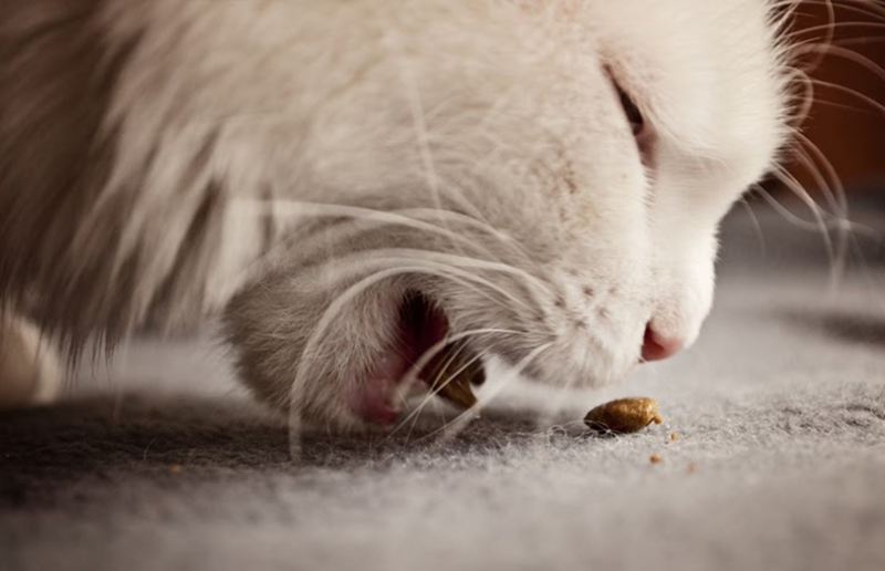 Tipos de ração para gatos: as comidinhas ideais!