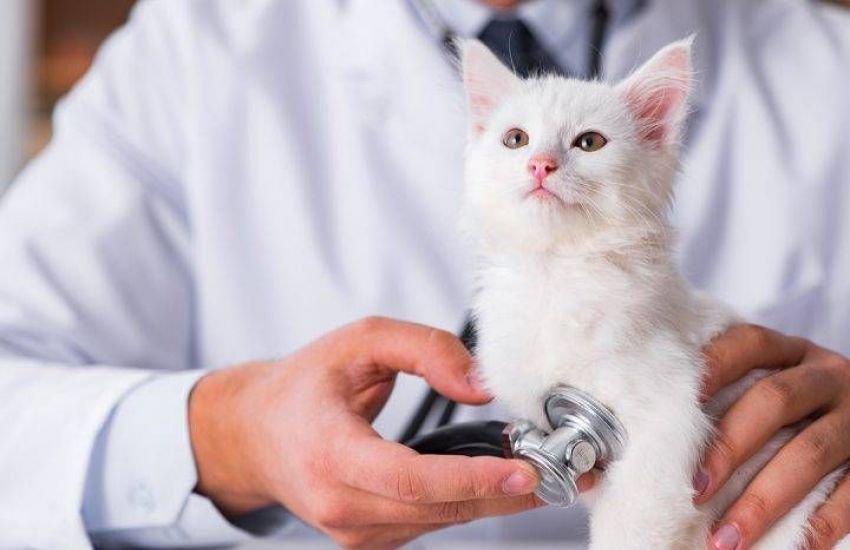 Gato filhote no veterinário. Foto: Cães e Gatos / Reprodução