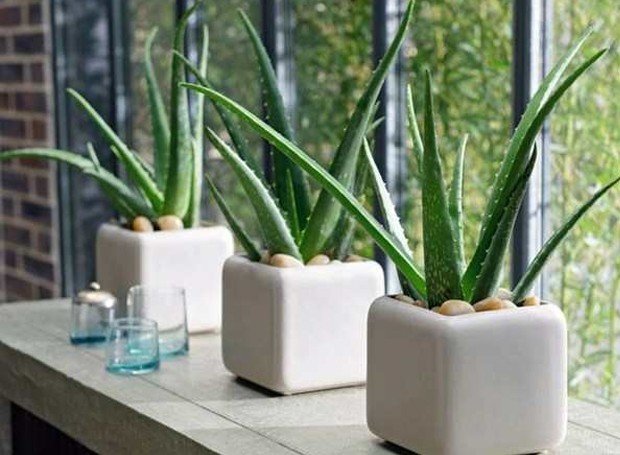 As babosas também são conhecidas pelo seu nome estrangeiro, aloe vera (Foto: Baú das dicas/ Reprodução)