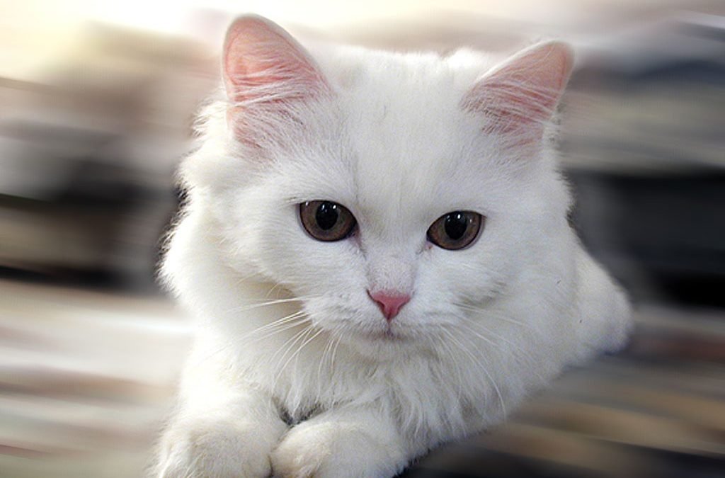 Diarreia em gatos? Saiba ajudar bichanos com problemas intestinais! Saúde Animal…