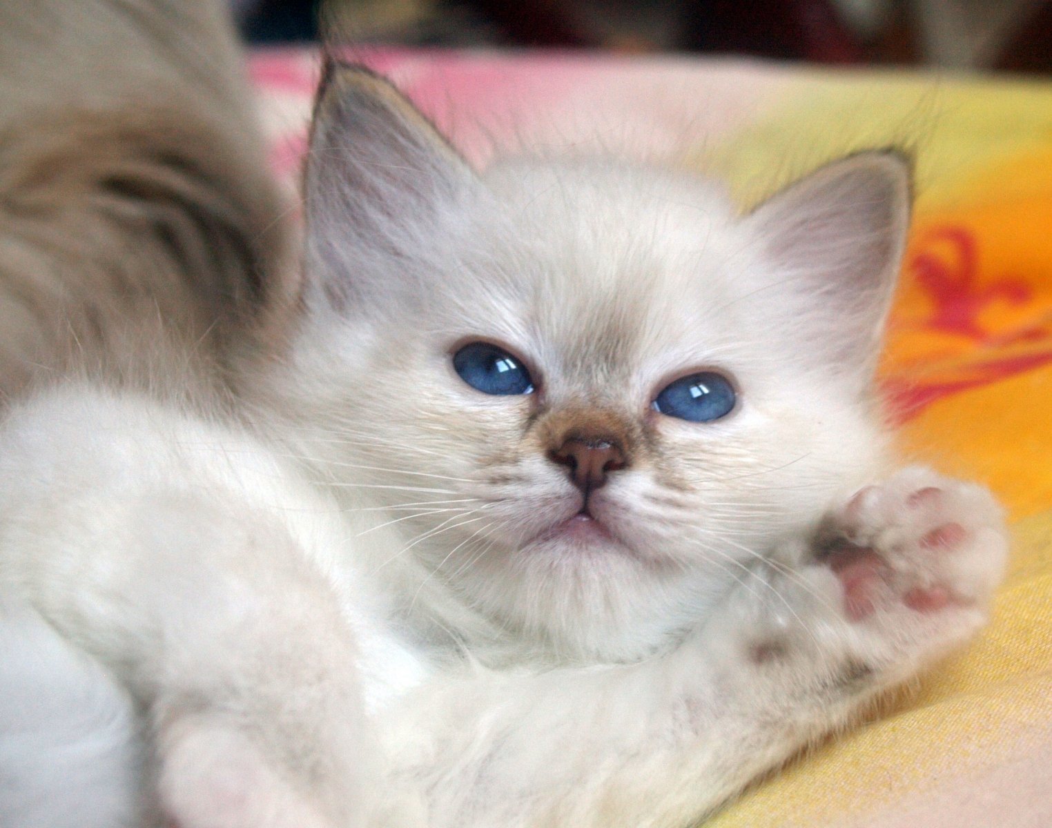 Ver a imagem de origem