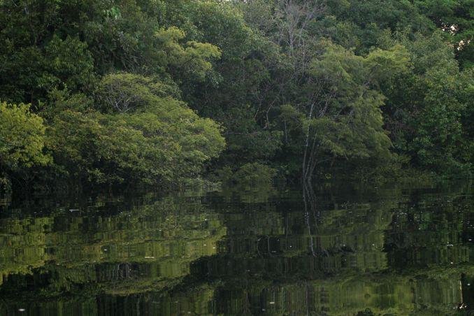 Vista das florestas alagadas da Amazônia, em Manaus (foto: Eduardo Vessoni)