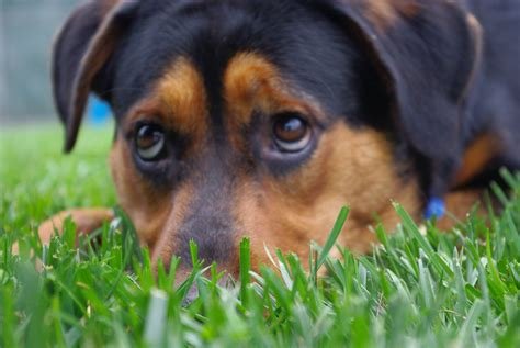 Ver a imagem de origem