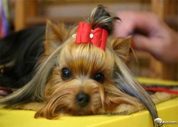 Ver a imagem de origem