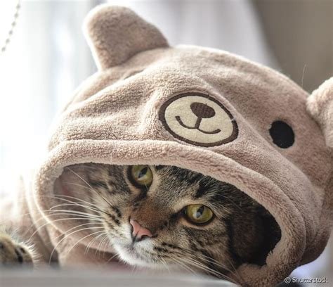 Ver a imagem de origem