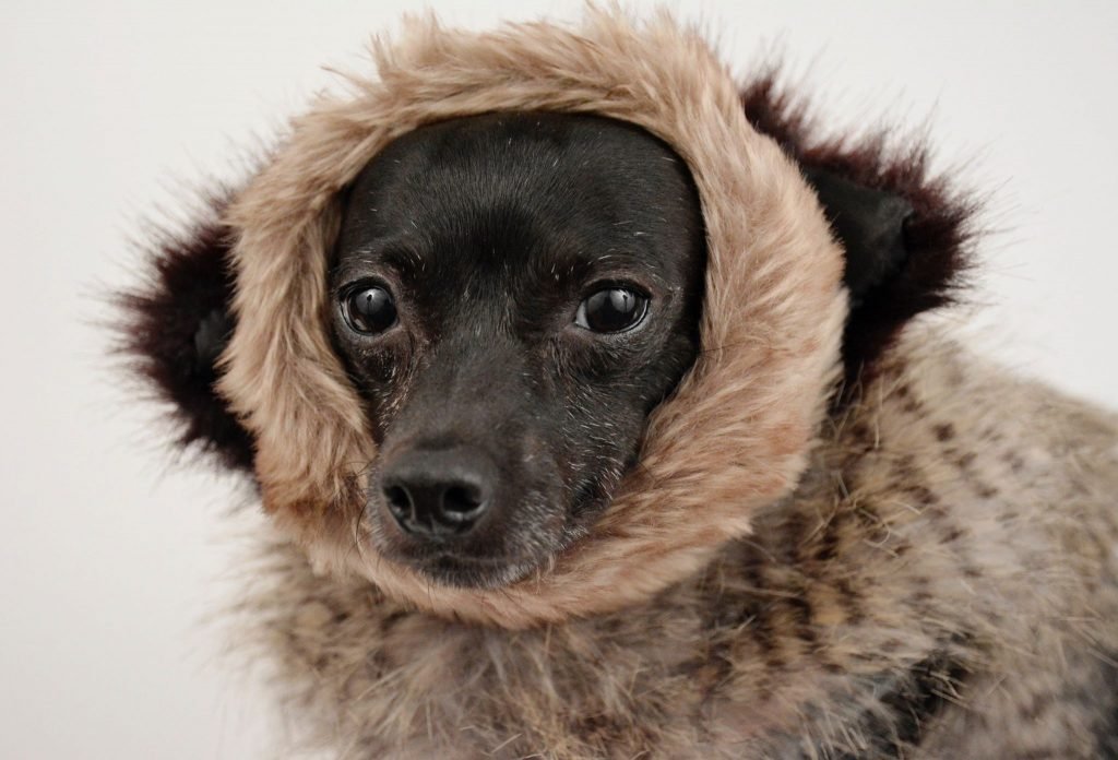 Como proteger os seus animais no Inverno