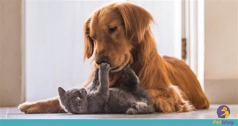 Daniel Junior esta resfriado como cuidar dos animais no inverno?