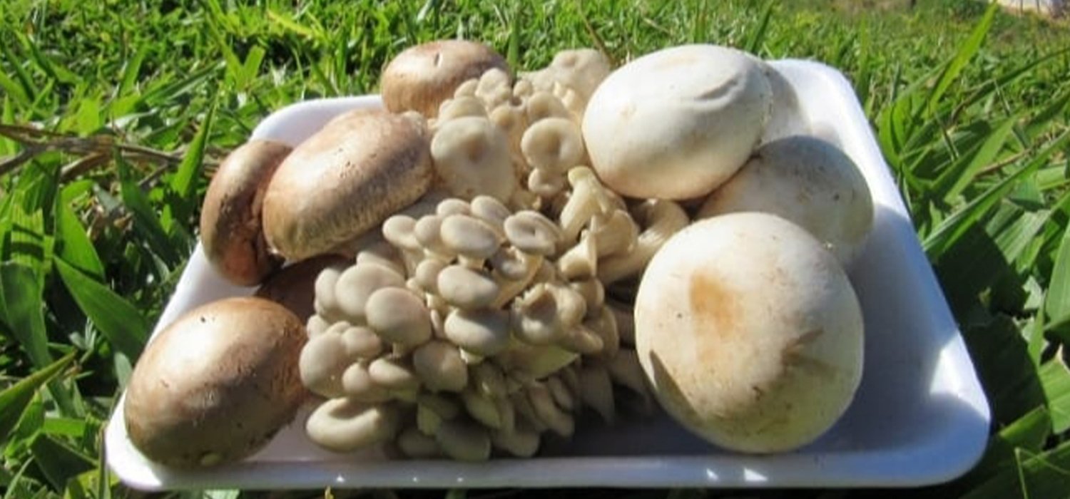 Cogumelos: Conheça os tipos e os principais benefícios para a saúde.