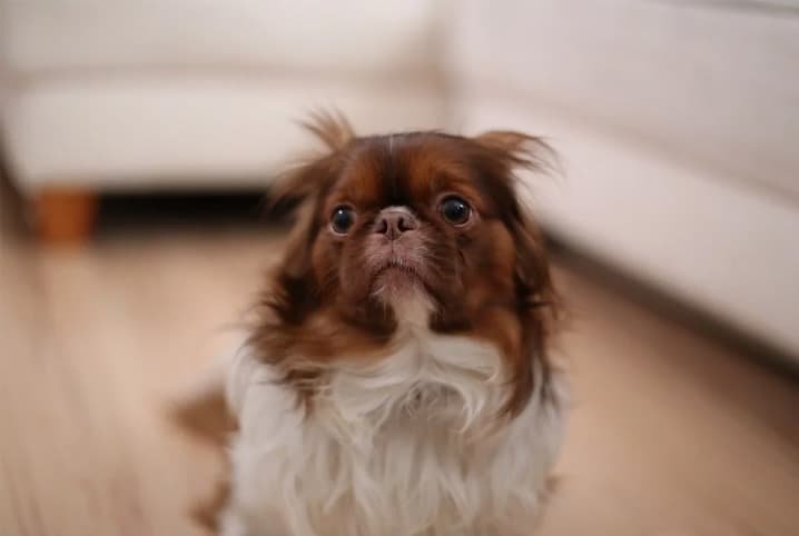 cão olhando para frente triste