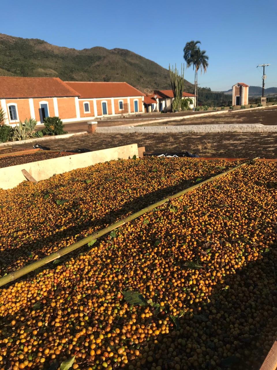 Mulheres da Região Vulcânica se reúnem para debater o futuro da cafeicultura
